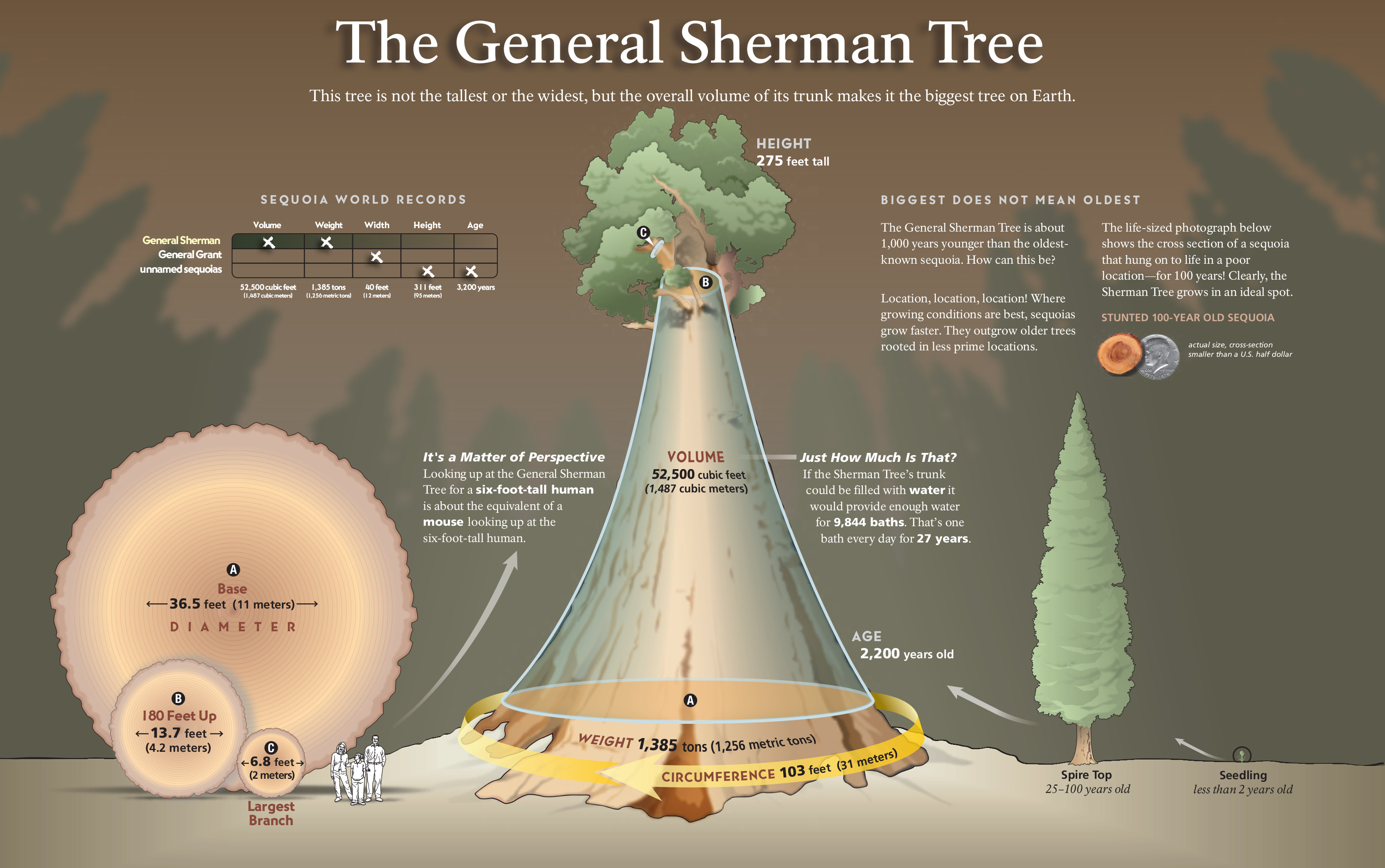 sequoia general sherman tree infographic